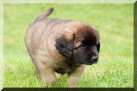 leonberger 088.jpg